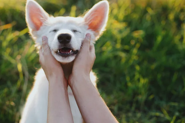 Portrait Adorable Fluffy Puppy Smiling Adoption Concept Woman Hands Caressing — Stock Photo, Image