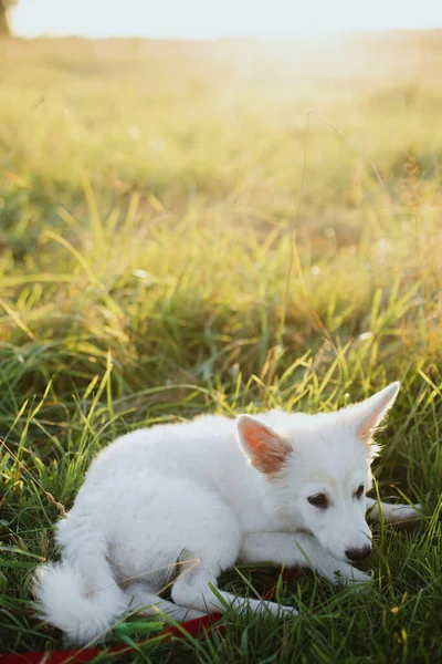 Cute White Puppy Sitting Warm Sunset Light Grass Summer Meadow — Stock Photo, Image