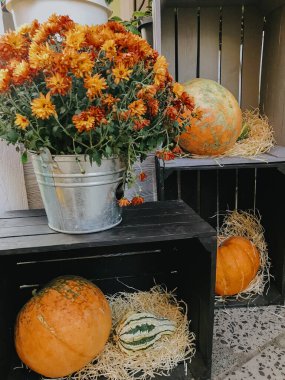 Cadılar Bayramı sokak dekoru. Balkabakları ve sonbahar çiçekleri ahşap kutularda, şehir sokaklarının kırsal modern dekorları sonbaharda. Mutlu Şükran Günü ve Cadılar Bayramı