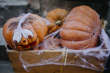 Cadılar Bayramı için sokak dekorasyonu. Saman balyasında örümcek ağı olan balkabakları, şehir sokaklarının gösterişli kırsal dekoru. Mutlu Şükran Günleri.