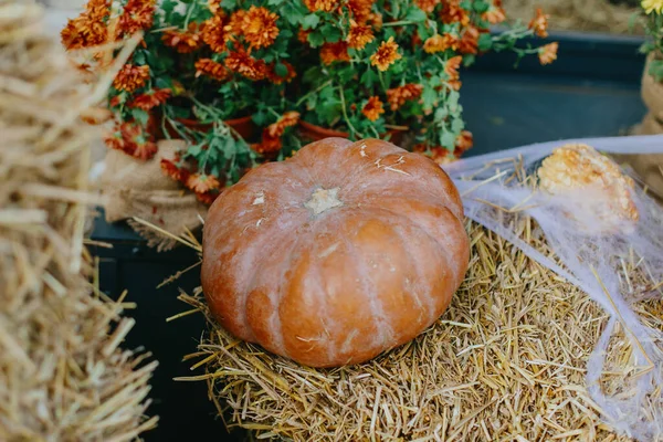 Calabazas Flores Otoño Con Telaraña Paca Heno Elegante Decoración Rústica — Foto de Stock