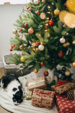 Noel ağacının altında altın ışıklarla şık Noel hediyelerinde uyuyan sevimli bir kedi. Sevimli kedi İskandinav bayramında dinleniyor. İyi tatiller.