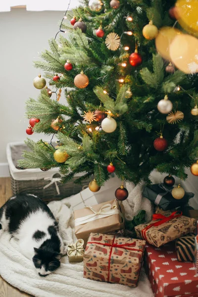 Carino Gatto Dormire Alla Moda Avvolto Regali Natale Sotto Albero — Foto Stock