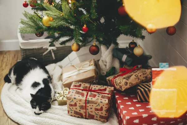 Noel ağacının altında hediyeler ve şenlikli ışıklarla uyuyan sevimli bir kedi. Kırmızı ve altın takılar ve İskandinav odasında sevimli bir kediyle Noel ağacının altında paketlenmiş şık hediyeler.