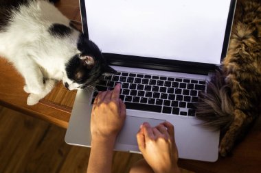 Bilgisayarında boş ekranla çalışan ve klavyede uyuyan sevimli kedileri olan biri. Ev ofisi konsepti, evcil hayvanlarınızla uzaktan çalışma