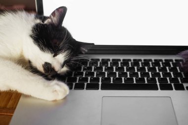 Laptop klavyesinde uyuyan sevimli kedi. Ev ofisi konsepti, evcil hayvanlarınla uzaktan çalışma. Serbest modelleme