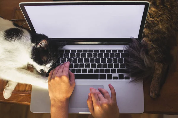 Person working on laptop with empty screen and cute cats sleeping at keyboard. Home office concept, remote work with your pets. Freelance mockup