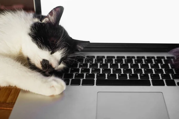 Chat Mignon Dormant Sur Clavier Ordinateur Portable Concept Bureau Domicile — Photo