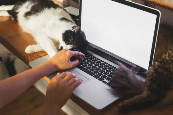 Person working on laptop with empty screen and cute cats sleeping at keyboard. Home office concept, remote work with your pets. Freelance mockup