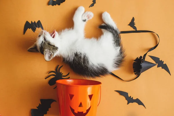 Tatlı Kedi Yavrusu Yalan Söylüyor Cadılar Bayramında Miyavlıyor Şeker Şaka — Stok fotoğraf
