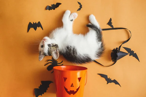 Mutlu Cadılar Bayramı Tatlı Kedi Yavrusu Cadılar Bayramı Şakası Şeker — Stok fotoğraf