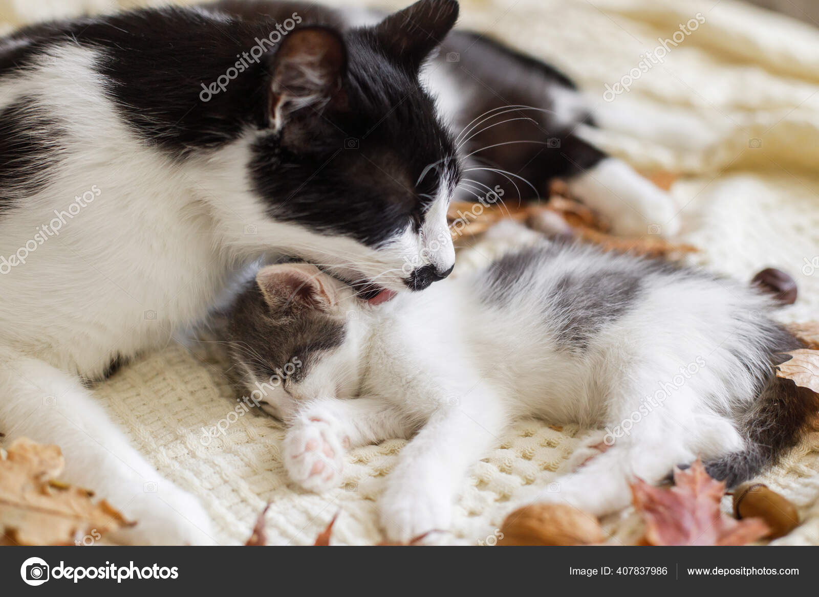 Kucing Lucu Memelihara Kucing Kecil Tempat Tidur Lembut Daun ...