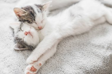 İki sevimli beyaz ve gri kedi yavrusu rahat bir battaniyenin üzerinde yatıyorlar. Sabahın köründe yumuşak yatakta uyuyan sevimli kedi yavruları. Tüylü aile yeni evinde, evlat edinme kavramı