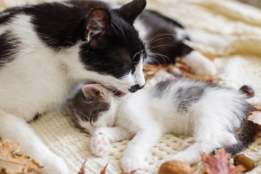 Sonbahar yapraklarında yumuşak yatakta kedi tımarlayan sevimli kedi. Anne kedi, yavru kedisini sonbahar süslemeleriyle odadaki rahat battaniyeyle temizliyor. Annelik. Sonbahar sıcacık havası