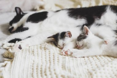 Yumuşak yatakta kediyle uyuyan sevimli kedi yavruları, sevimli tüylü bir aile. Anne kedi odada rahat bir battaniyenin üzerinde iki kedi yavrusuyla dinleniyor, tatlı bir an. Annelik ve evlat edinme kavramı
