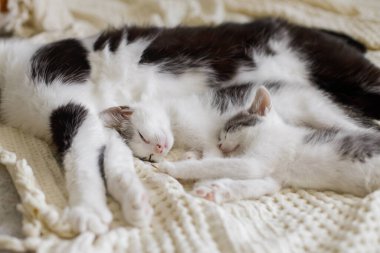 Yumuşak yatakta kediyle uyuyan sevimli kedi yavruları, sevimli tüylü bir aile. Anne kedi odada rahat bir battaniyenin üzerinde iki kedi yavrusuyla dinleniyor, tatlı bir an. Annelik ve evlat edinme kavramı