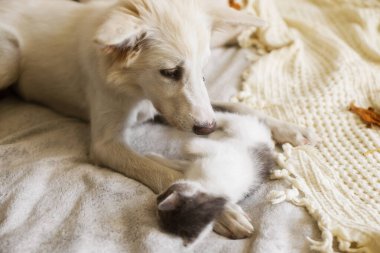 Tatlı beyaz köpek yavrusu sonbahar yapraklarında yumuşak yatağında yavru kediyle yatıyor. Evlat edinme konsepti. Köpek ve kedi rahat bir battaniyede dinleniyor, tüylü arkadaşlar..
