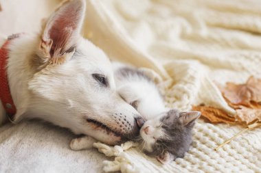 Tatlı beyaz köpek sonbahar yapraklarında yumuşak yatakta küçük uykulu kediciği temizliyor. Evlat edinme konsepti. Köpek, kediciği rahat bir battaniyeyle tımar ediyor, tüylü arkadaşlar..
