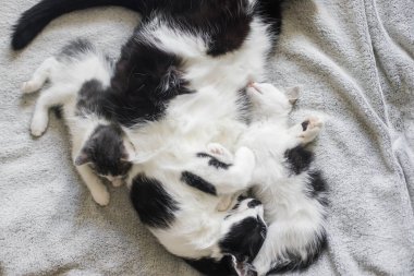 Yumuşak yatakta kediyle uyuyan sevimli kedi yavruları, sevimli tüylü bir aile. Anne kedi odada rahat bir battaniyenin üzerinde iki kedi yavrusuyla dinleniyor, tatlı bir an. Annelik ve evlat edinme kavramı