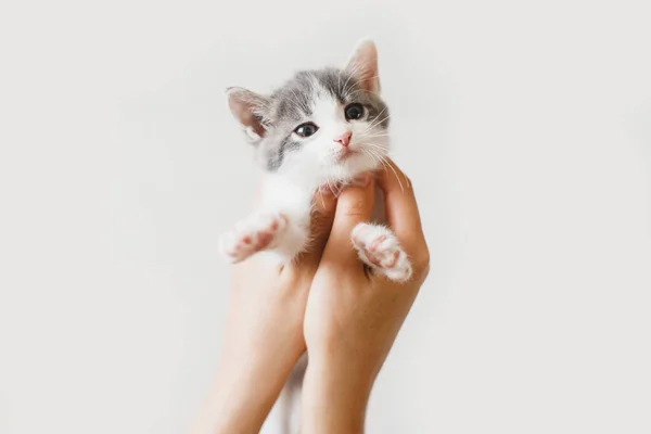 Bedårande Liten Kattunge Händerna Vit Bakgrund Kvinnliga Händer Håller Söta — Stockfoto