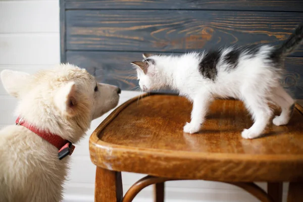 Şirin Beyaz Köpek Yavrusu Ahşap Arka Planda Küçük Kedi Yavrusuyla — Stok fotoğraf