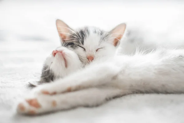 Adorable Kittens Sleeping Soft Bed Morning Light Two Cute White — Stock Photo, Image