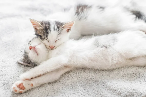 Két Aranyos Fehér Szürke Cica Akik Együtt Alszanak Egy Kényelmes — Stock Fotó