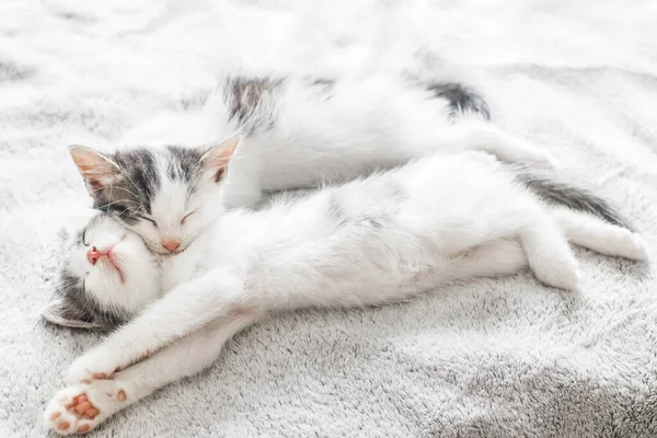 Adorables Chatons Dormant Sur Lit Doux Lumière Matin Deux Mignons — Photo