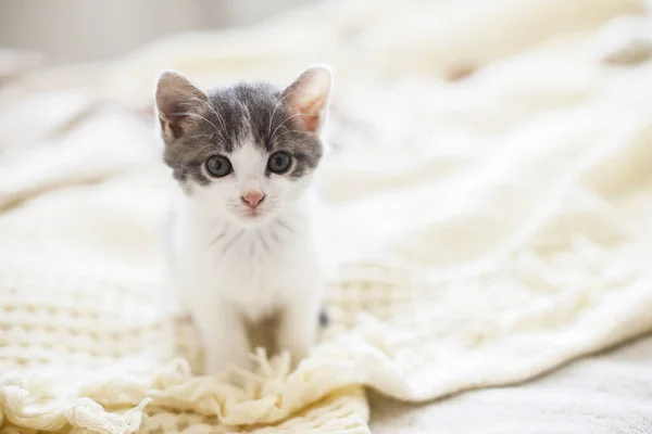 Imádnivaló Cica Áll Ágyon Lágy Reggeli Fényben Aranyos Fehér Szürke — Stock Fotó