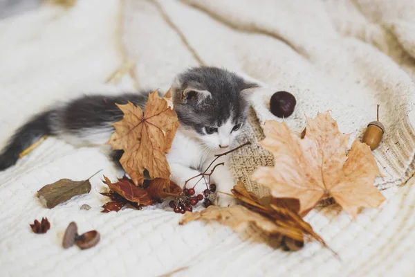 Adorable Kitten Playing Autumn Leaves Acorns Soft Blanket Autumn Cozy — Stock Photo, Image