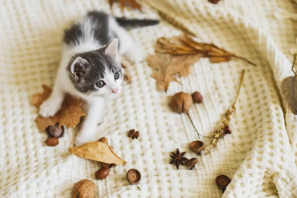 Schattige Kitten Spelen Met Herfstbladeren Eikels Zachte Deken Herfst Gezellige — Stockfoto
