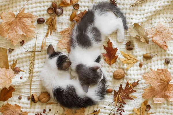 Rozkošná Koťátka Spící Podzimním Listí Přikrývce Výhled Shora Dvě Roztomilá — Stock fotografie