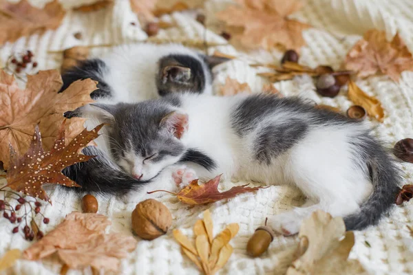 Adorables Chatons Dormant Dans Les Feuilles Automne Sur Une Couverture — Photo