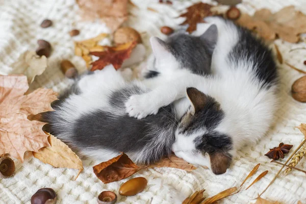 Gatinhos Adoráveis Dormindo Folhas Outono Cobertor Dois Gatinhos Brancos Cinzentos — Fotografia de Stock