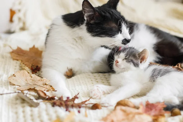 今年秋天 猫咪妈妈在房间里用舒适的毛毯清洁她的小猫宝宝 秋天的心情很惬意秋天的树叶 可爱的猫在柔软的床上抚育小猫 — 图库照片