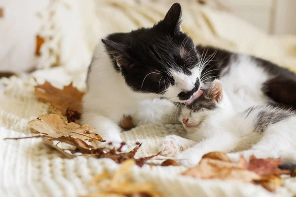 今年秋天 猫咪妈妈在房间里用舒适的毛毯清洁她的小猫宝宝 秋天的心情很惬意秋天的树叶 可爱的猫在柔软的床上抚育小猫 — 图库照片