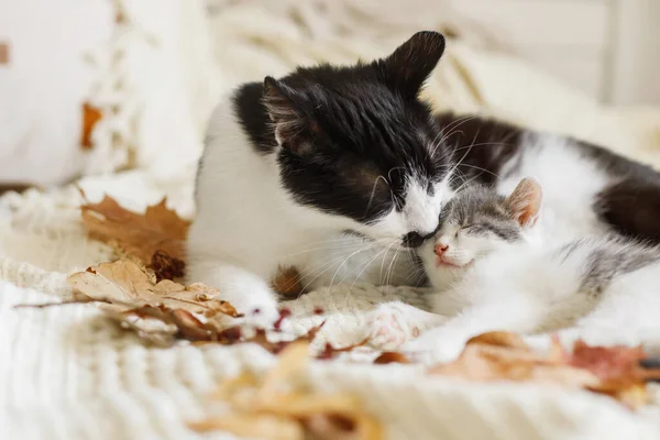 Söt Katt Grooming Liten Kattunge Mjuk Säng Höst Löv Mor — Stockfoto