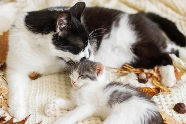 Moeder Kat Schoonmaken Van Haar Baby Kitty Herfst Decoraties Comfortabele — Stockfoto