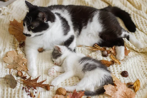 Sonbahar Yapraklarında Yumuşak Yatakta Kedi Tımarlayan Sevimli Kedi Anne Kedi — Stok fotoğraf