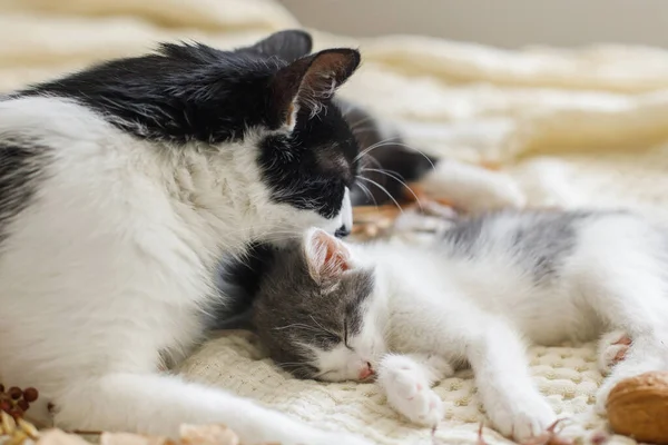 Katzenmutter Putzt Ihr Kätzchen Herbstdekoration Auf Einer Kuscheligen Decke Zimmer — Stockfoto