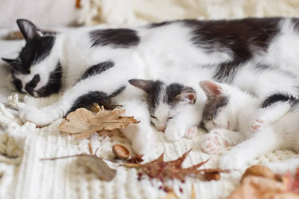 Niedliche Katze Schläft Mit Kleinen Kätzchen Auf Weichem Bett Herbstblättern — Stockfoto