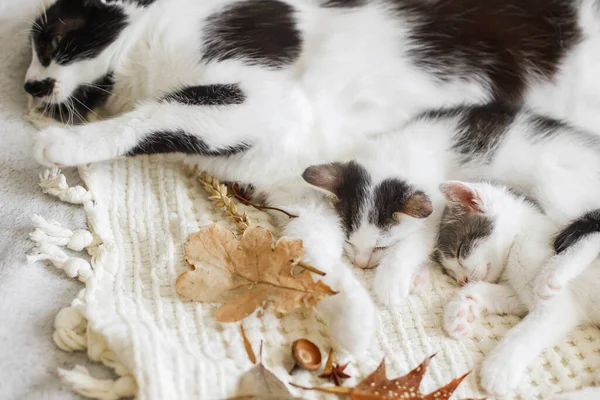 秋天的心情很惬意秋天的叶子上 可爱的猫和小猫睡在柔软的床上 猫妈妈和小猫咪在房间舒适的床上躺在秋天的装饰品上 — 图库照片