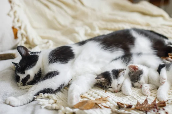 Niedliche Katze Schläft Mit Kleinen Kätzchen Auf Weichem Bett Herbstblättern — Stockfoto