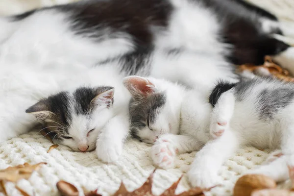 Humor Aconchegante Outono Gato Bonito Dormindo Com Gatinhos Pequenos Cama — Fotografia de Stock