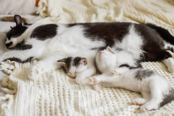 Niedliche Katze Schläft Mit Kleinen Kätzchen Auf Weichem Bett Mutter — Stockfoto