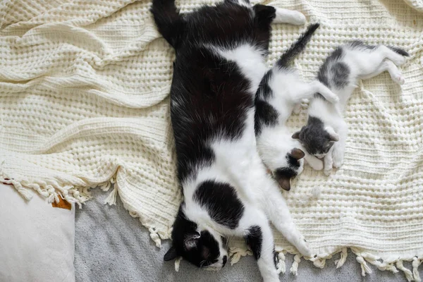 可爱的猫和小猫睡在柔软的床上 母猫和小猫咪在房间舒适的毛毯上休息 甜蜜可爱的时刻 母亲和收养的概念 — 图库照片