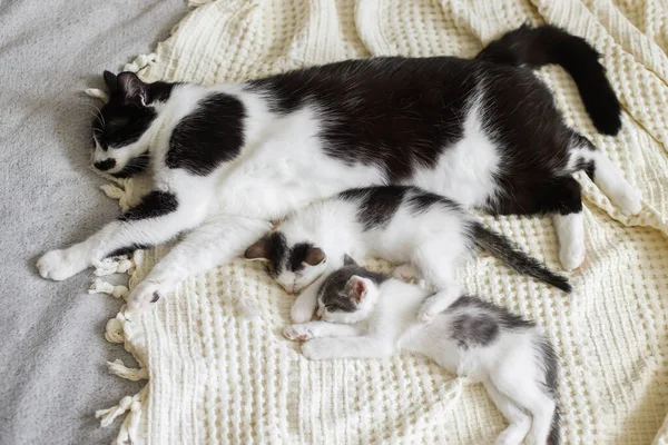 Nuttede Killinger Sover Med Kat Blød Seng Sød Lodne Familie - Stock-foto