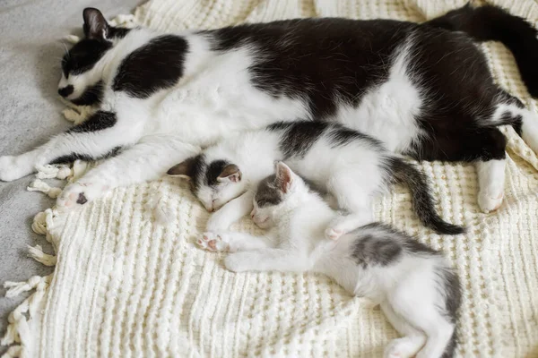 Niedliche Katze Schläft Mit Kleinen Kätzchen Auf Weichem Bett Mutter — Stockfoto