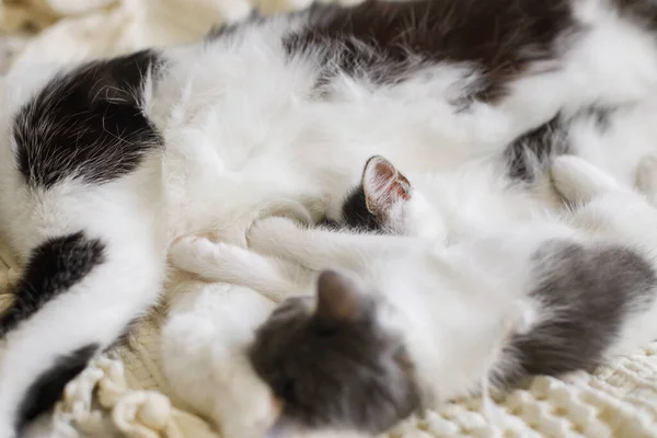 Entzückende Kätzchen Schlafen Mit Katze Auf Weichem Bett Niedliche Pelzige — Stockfoto