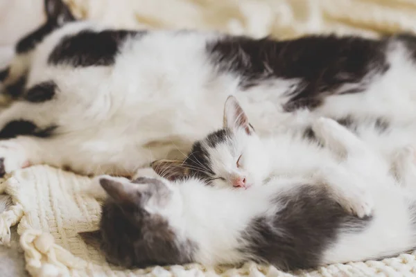 可爱的小猫和猫睡在柔软的床上 可爱的毛茸茸的家 母猫和两只小猫咪躺在房间里舒服的毛毯上 甜蜜的一刻 母亲和收养的概念 — 图库照片